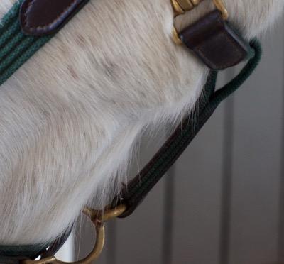 horse-beard