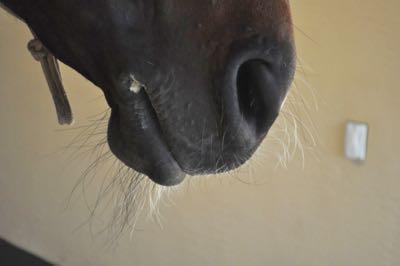 horse whiskers on a black horse side view