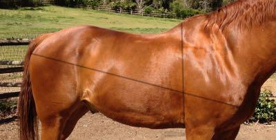 how to estimate horse weight