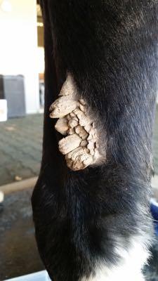 large and moutainous chestnut on a black horse