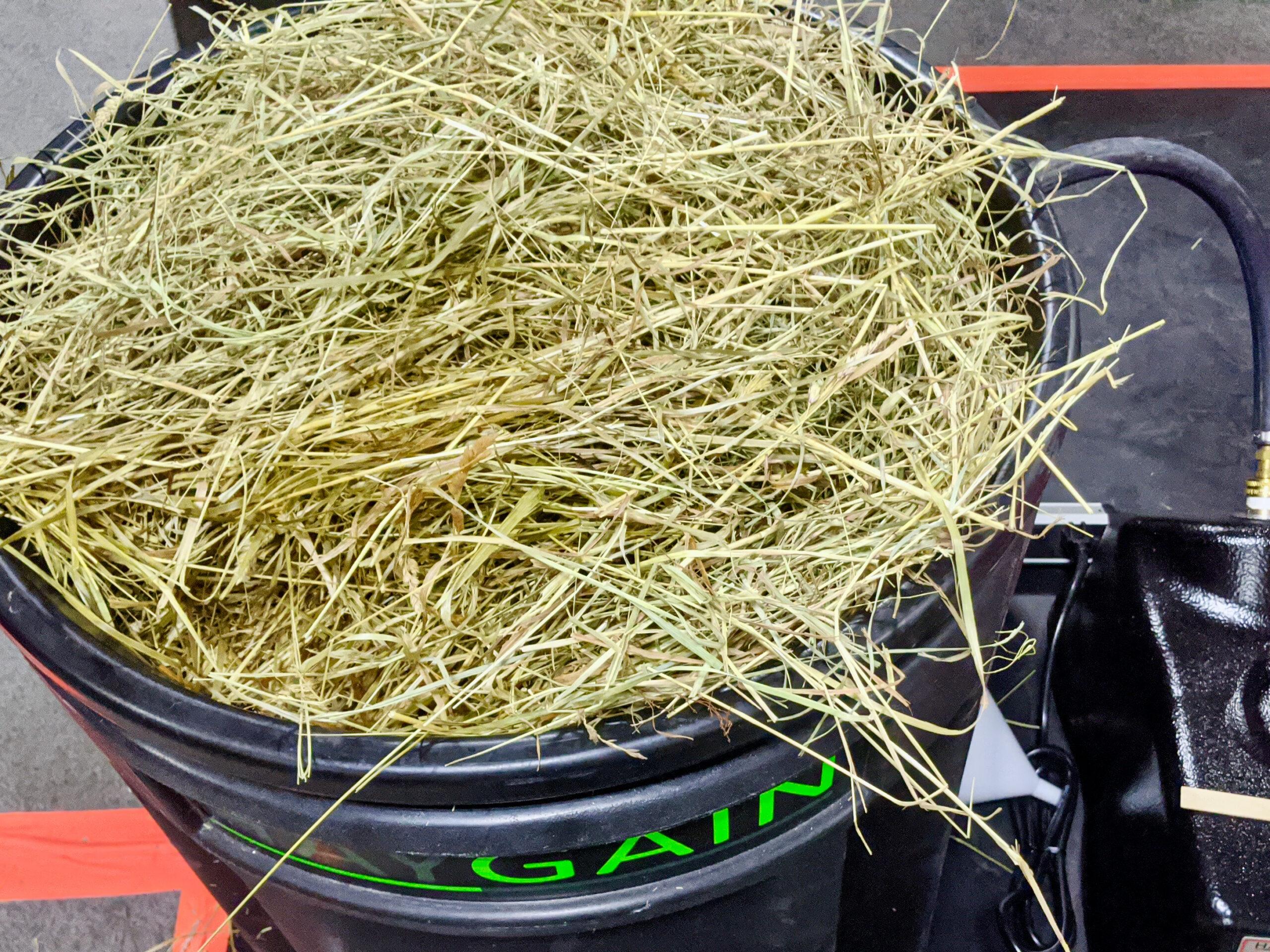 Hay Gain machine showing steamed hay ready to eat with less dust 