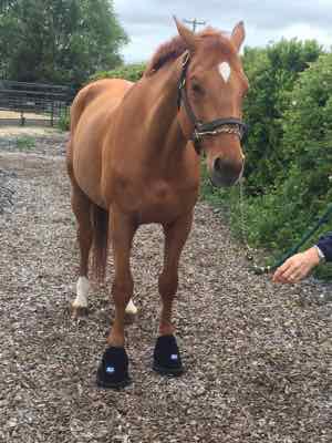 horse in ice boots