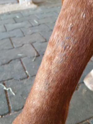 cannon keratosis leg funk on a horse