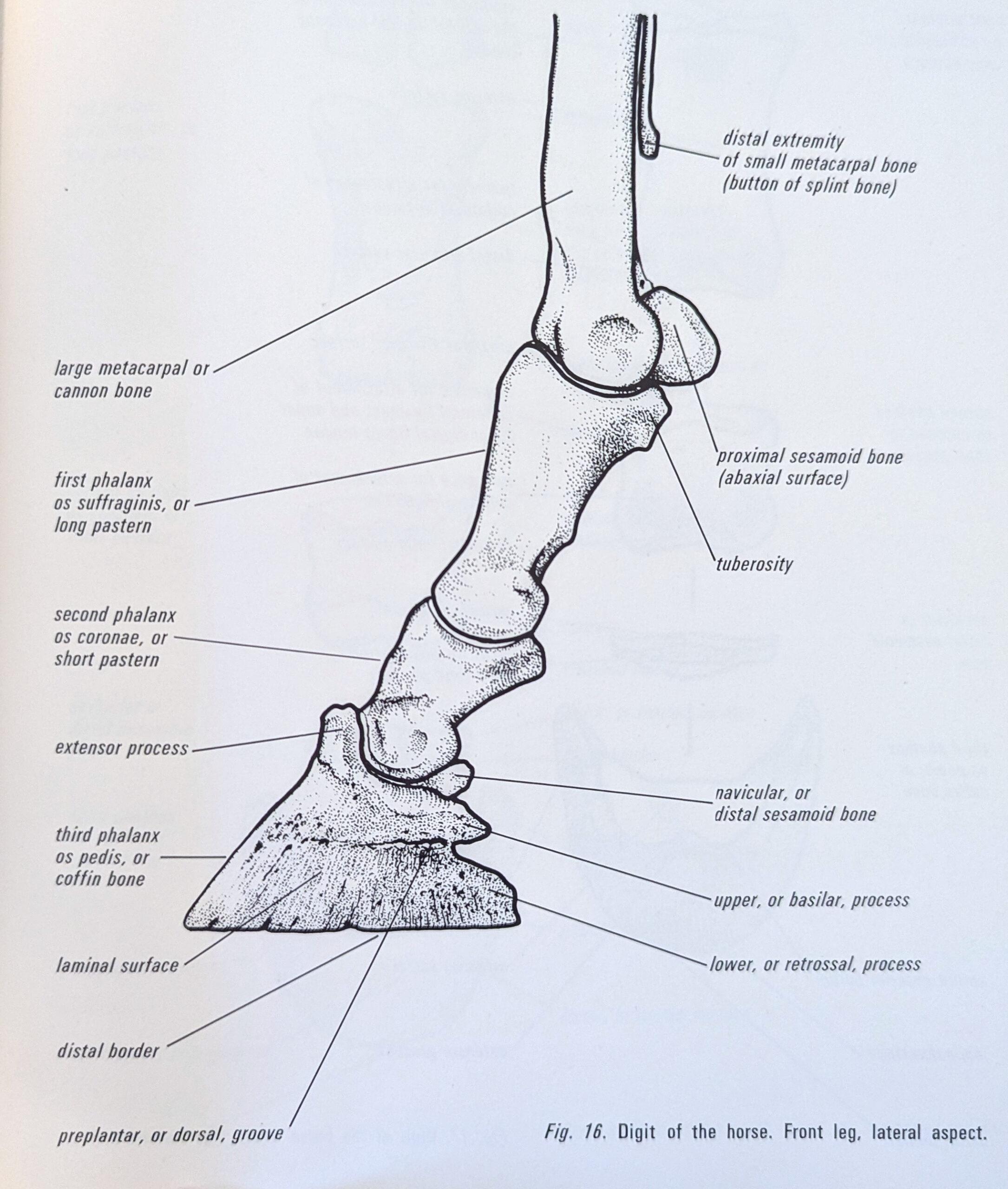 lower limb bone anatomy