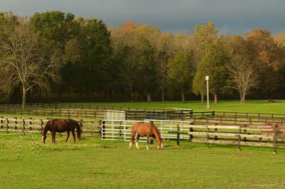 two mares in a pasture