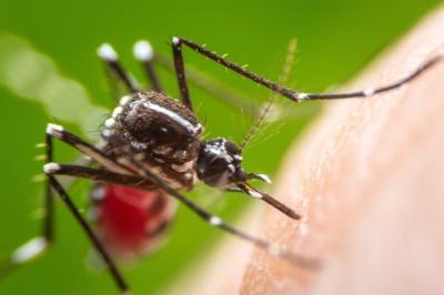 mosquito biting a human