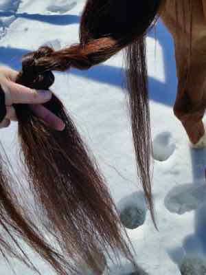 braid the tail