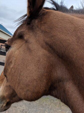horse jaw and neck area