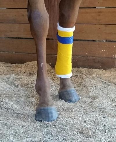 horse with one yellow standing wrap