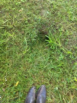 hidden pasture hole