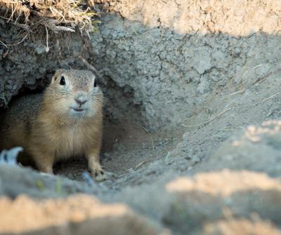prairie dog in a pasture hole