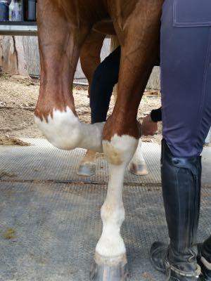 horse leg crossed under for to pick out dirt