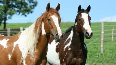 two paint horses standing in a field