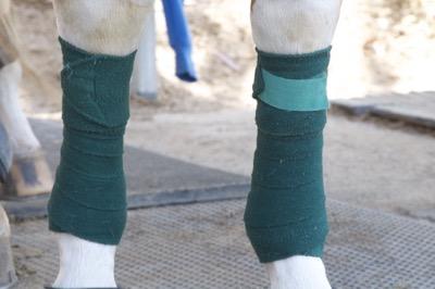 green polo wraps