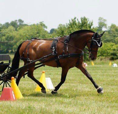 carriage horse with roached mabe