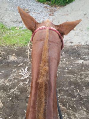 horse with roached mane