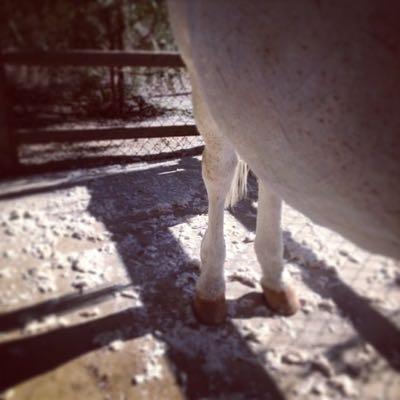 horse hair on the ground in the spring after clipping