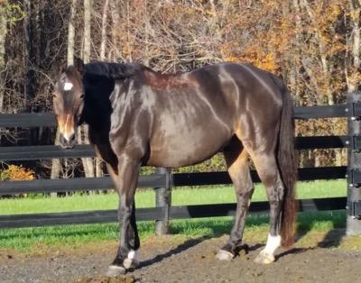 dark bay horse that's shiny after a clip