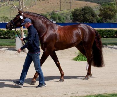 shiny-stallion