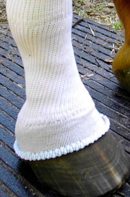 sox for horses silver whinny on a leg up close