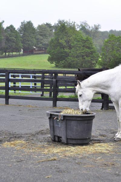 gray horse in paddock eating from slow feeder tub