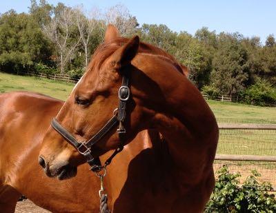 sour-horse