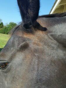 sun-bleached-horse