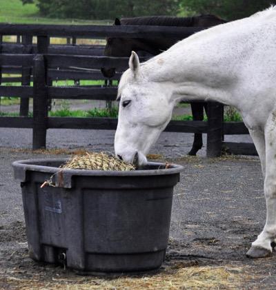 horse eating from a hay net inside a tub