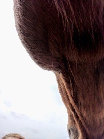 under a horse's jaw