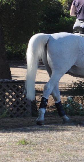 white tail