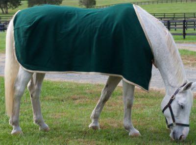 gray horse in green wool cooler grazing