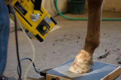 x ray of the hoof without a shoe