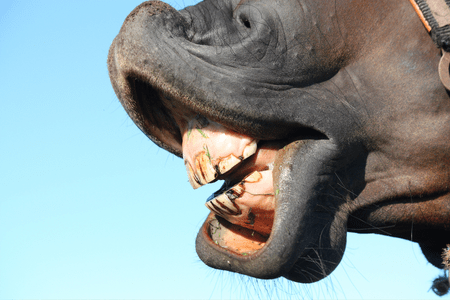 short horse teeth - incisors.