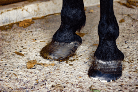 very long toes and underrun heels from a horse with founder