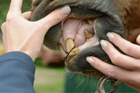 a gelding's teeth from the side view showing the incisors and the canine