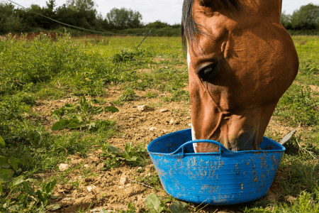 horse eating from shallow bucket 