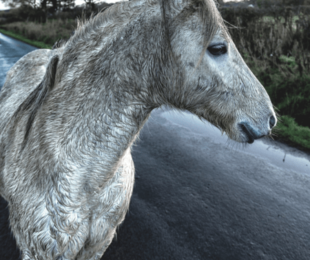 wet horse 